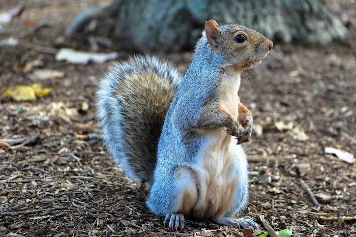 A All Borough Exterminating Co. Inc Picture 5