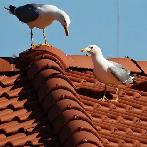 Viking Pest Control Picture 4