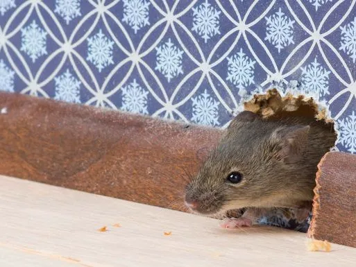 Bug Runner Exterminating Co Picture 1