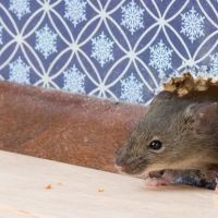 Bug Runner Exterminating Co ico