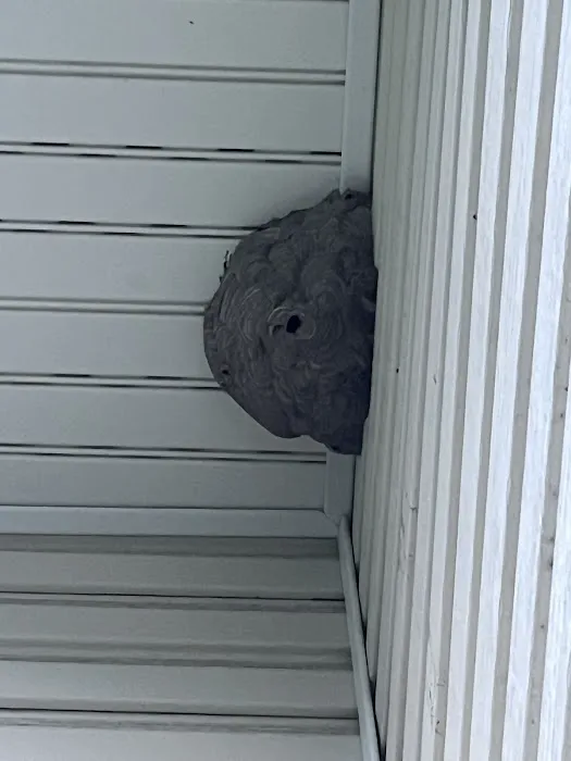 Bug Runner Exterminating Co Picture 4