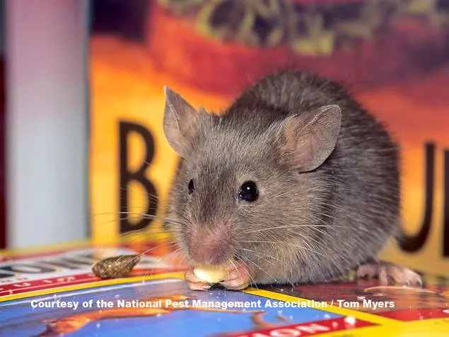 Bug Runner Exterminating Co Picture 8