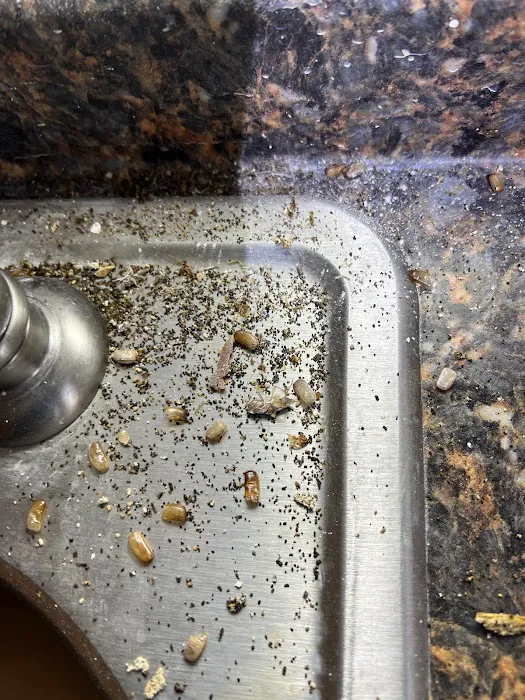 Z Best Pest Control Picture 2