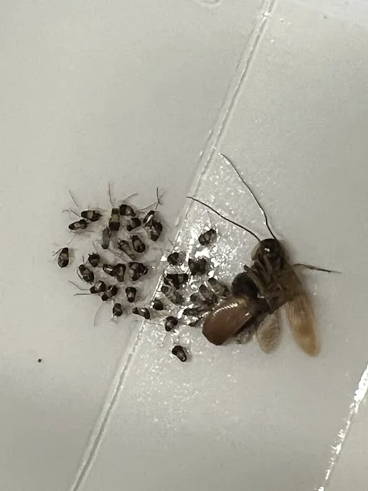 Z Best Pest Control Picture 4