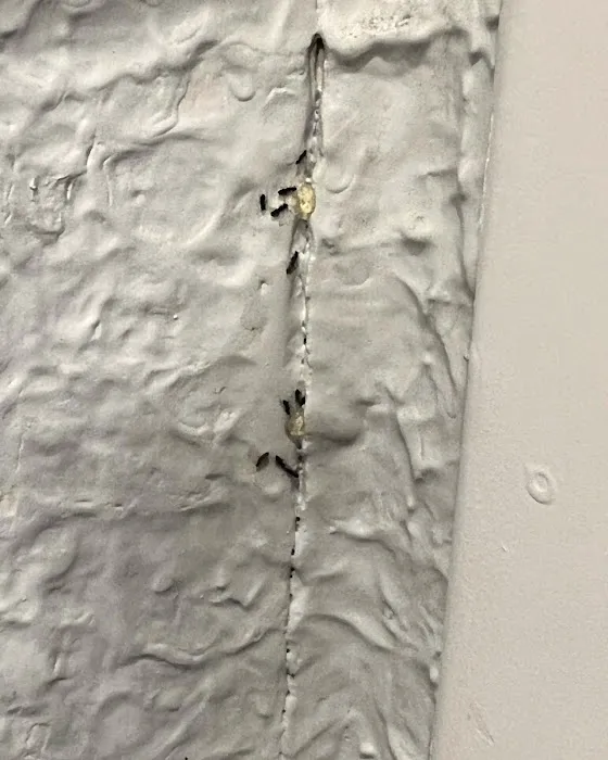 Z Best Pest Control Picture 6