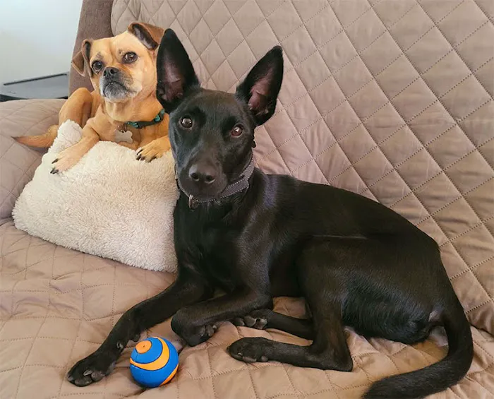 Western Pest Services Picture 6