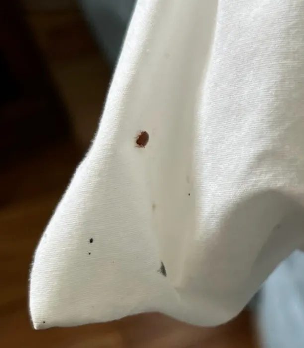 All Clear Bedbug Removal Picture 3