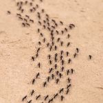 Quick Response Pest Control
