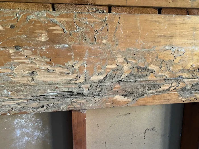 Mrs. Bzzz Pest & Termite Solutions Picture 7