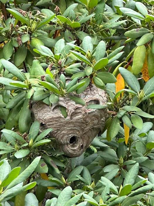 Mrs. Bzzz Pest & Termite Solutions Picture 9