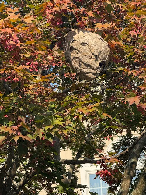 Horizon Pest Control Picture 10