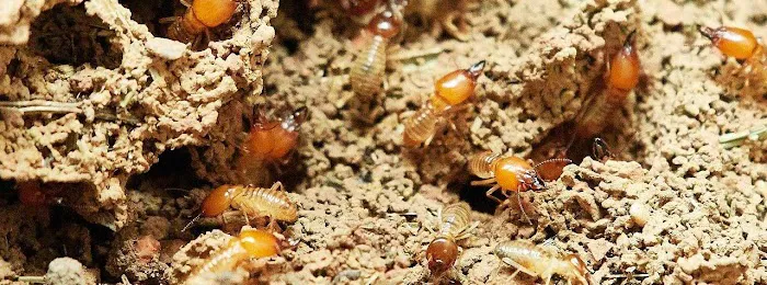 Titan Pest Services Picture 1