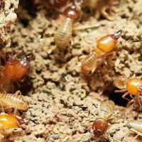 Titan Pest Services ico