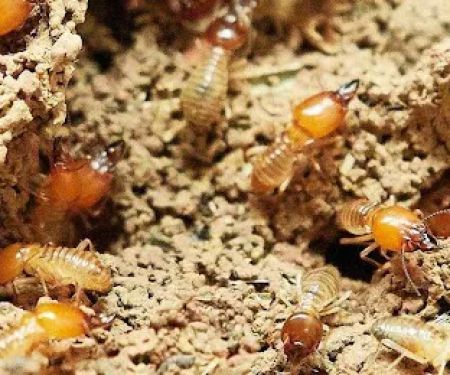 Titan Pest Services