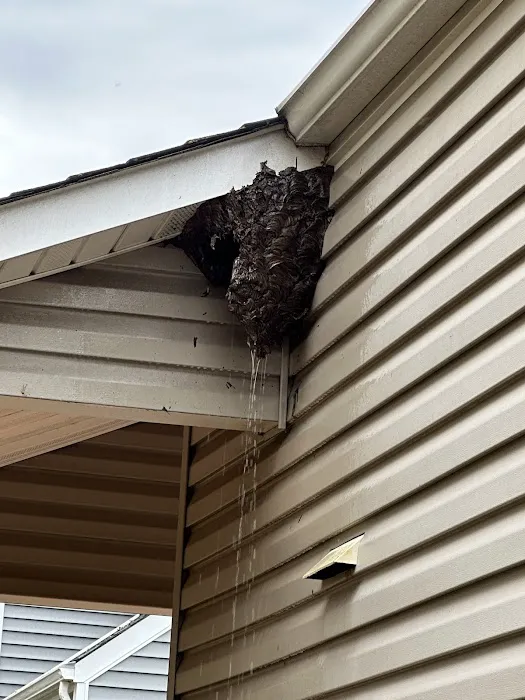 Bugging Out Termite & Pest Control Picture 5