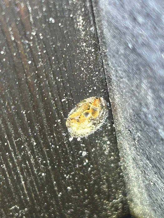 USS Pest Control Inc Picture 6