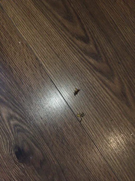 Yorkers Pest Control Inc Picture 9