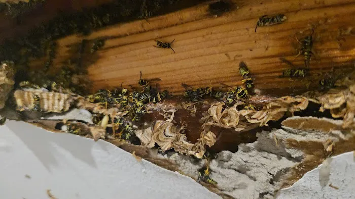 Yorkers Pest Control Inc Picture 4