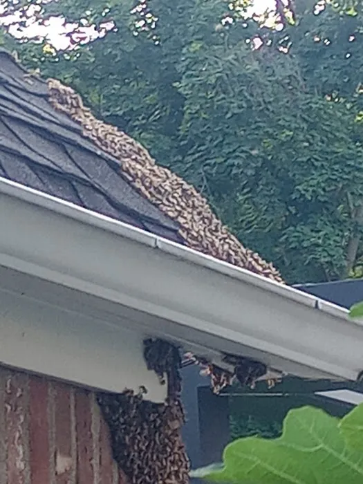 Yorkers Pest Control Inc Picture 2