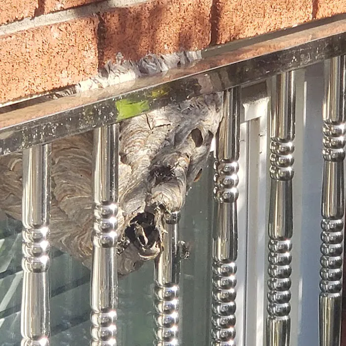 Yorkers Pest Control Inc Picture 7