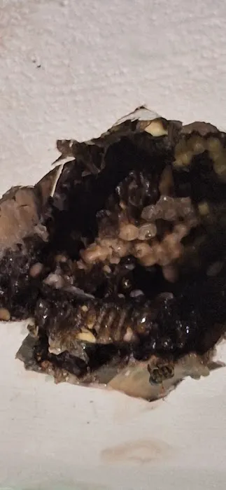 Winners pest control Picture 1