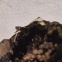 Winners pest control ico