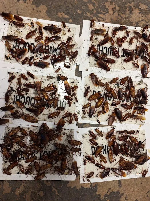 Winners pest control Picture 2