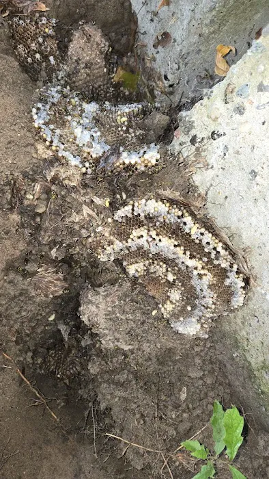 Winners pest control Picture 8