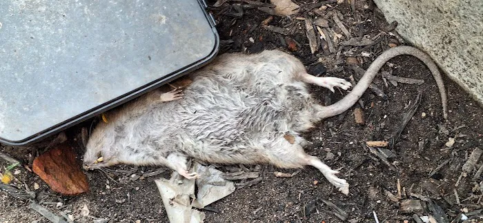 Winners pest control Picture 4