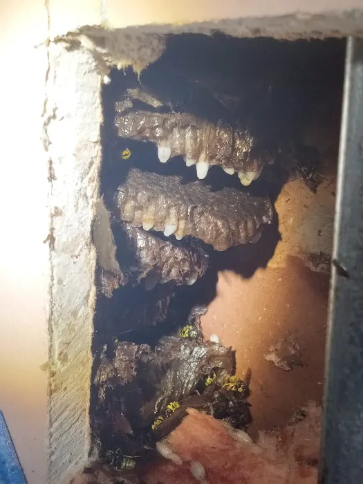 Winners pest control Picture 9