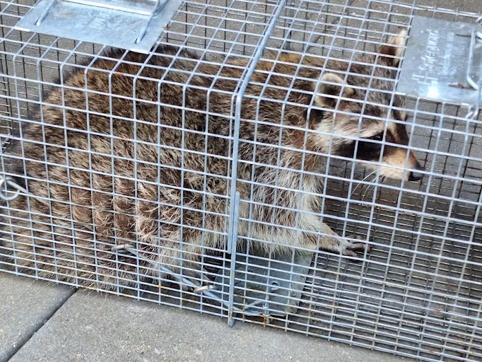 Winners pest control Picture 6