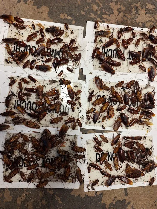 Winners pest control Picture 7