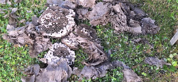 Winners pest control Picture 5