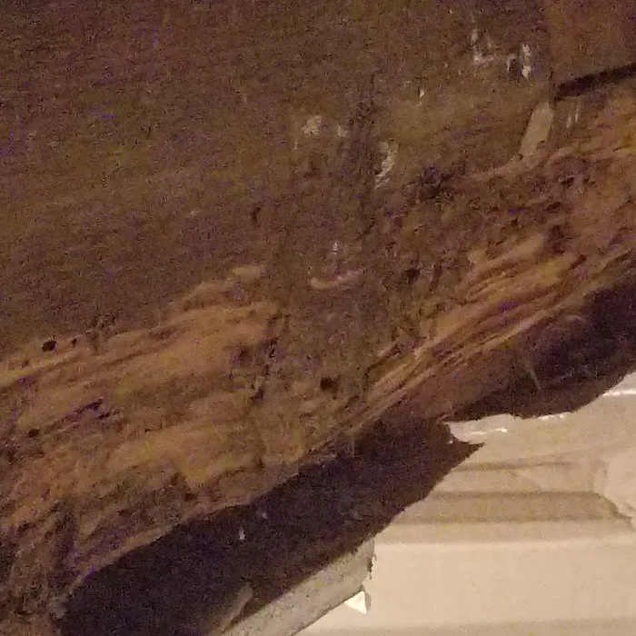 Kg pest control Picture 8