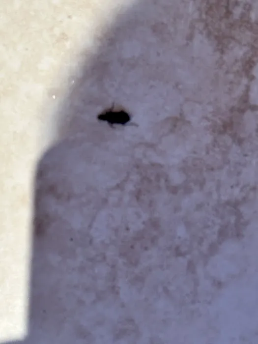 Arrow Exterminating Company, Inc. Picture 6