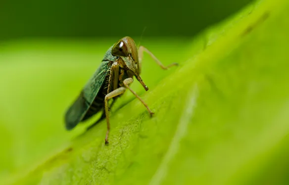 Arrow Exterminating Company, Inc. Picture 9