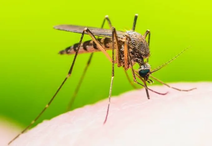 Parkway Pest Services Picture 8