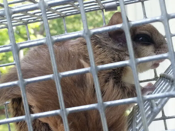 Nassau County Wildlife Pest Control Picture 5