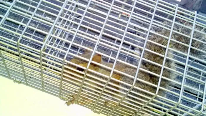 Nassau County Wildlife Pest Control Picture 4