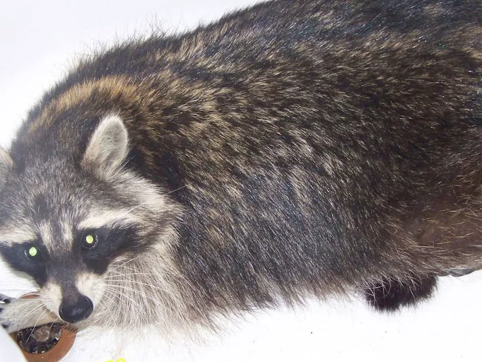 Nassau County Wildlife Pest Control Picture 2