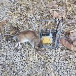 Nassau County Wildlife Pest Control