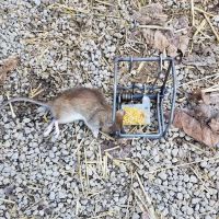 Nassau County Wildlife Pest Control ico