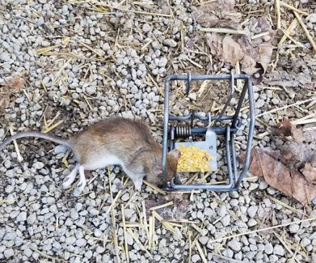 Nassau County Wildlife Pest Control