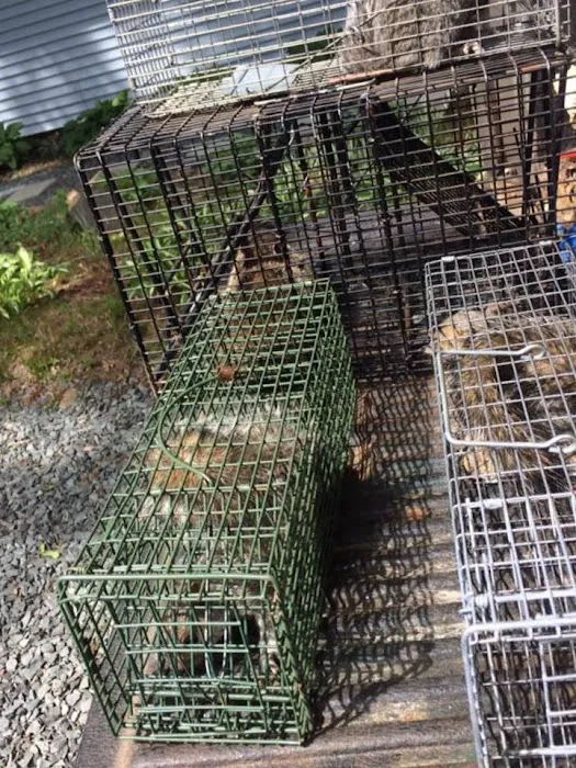Nassau County Wildlife Pest Control Picture 3