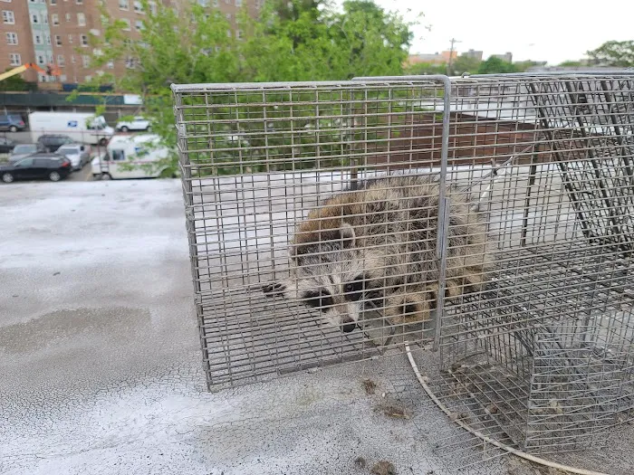 Joroba pest corp Picture 3