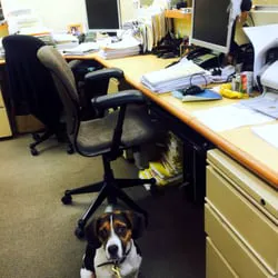 Long Island Bedbug Inspections Picture 3