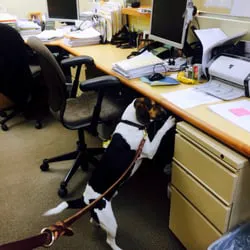 Long Island Bedbug Inspections Picture 1