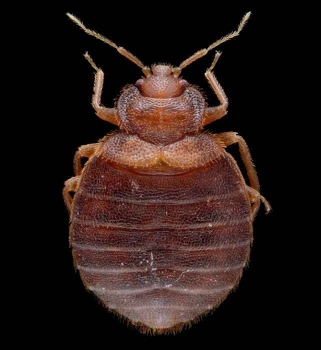 Long Island Bedbug Inspections Picture 2