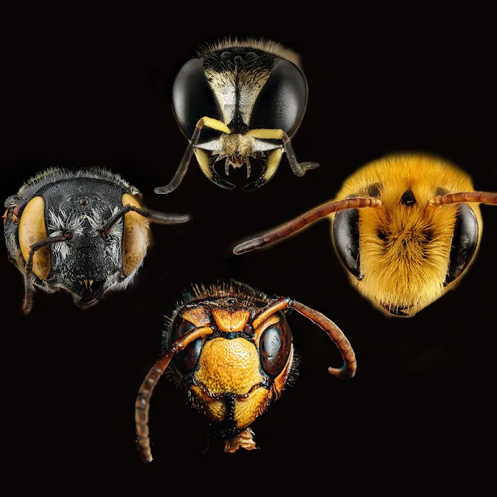 JH Pestaway Picture 4