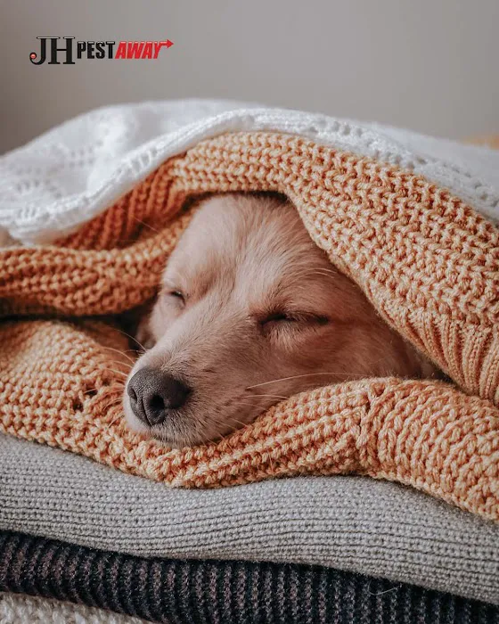 JH Pestaway Picture 5